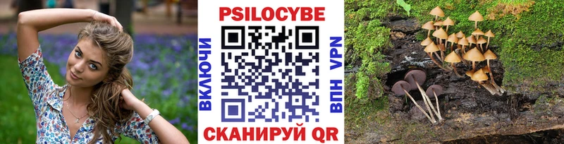 Псилоцибиновые грибы Psilocybe  купить   Велиж 